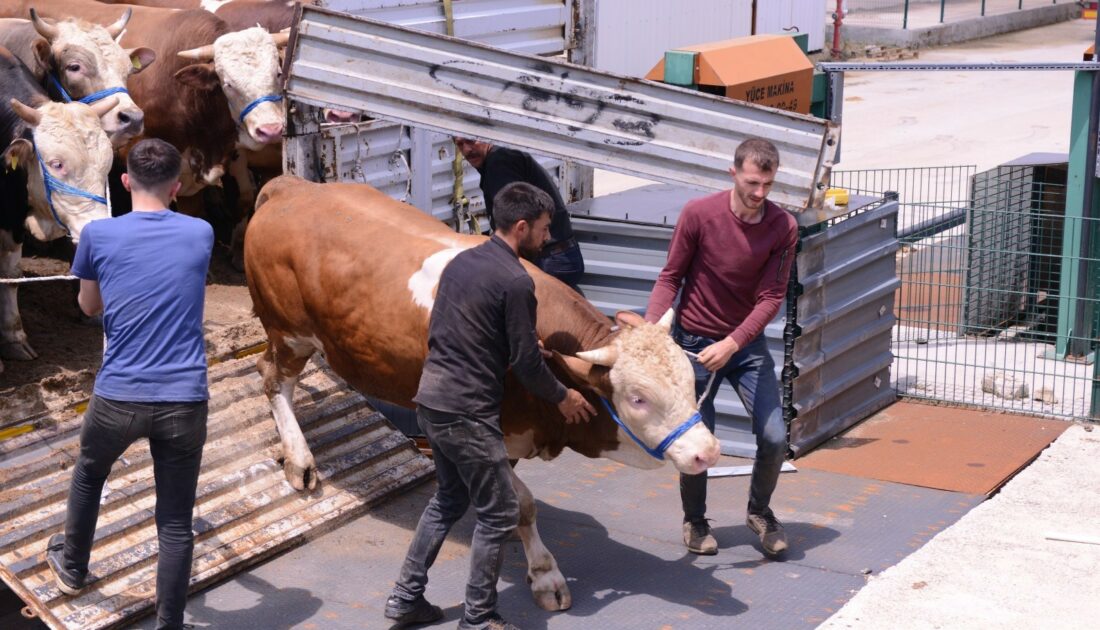 İnegöl hayvan pazarına kurbanlık girişleri başladı