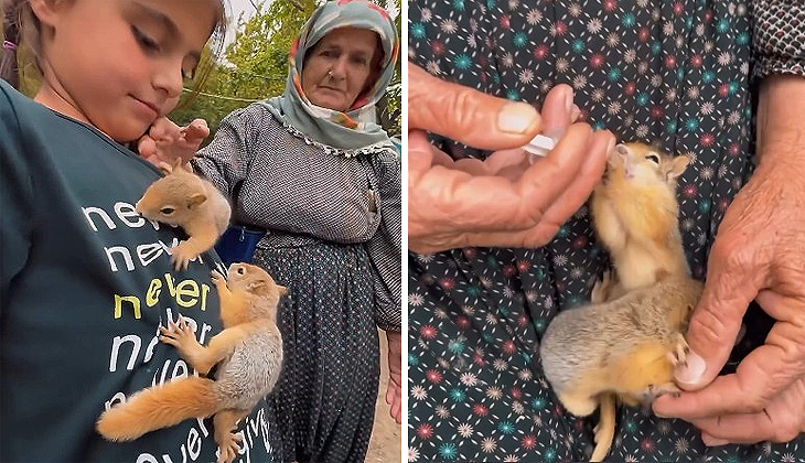 Yavru sincaplara şefkat eli