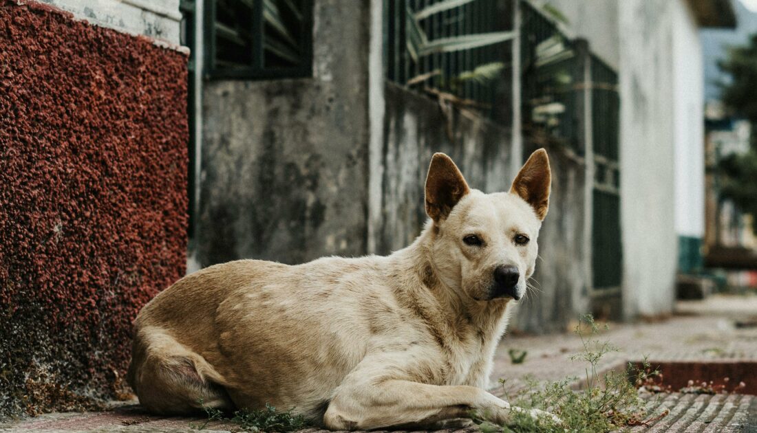 İletişim Başkanlığı’ndan sokak köpekleri kamuoyu araştırması