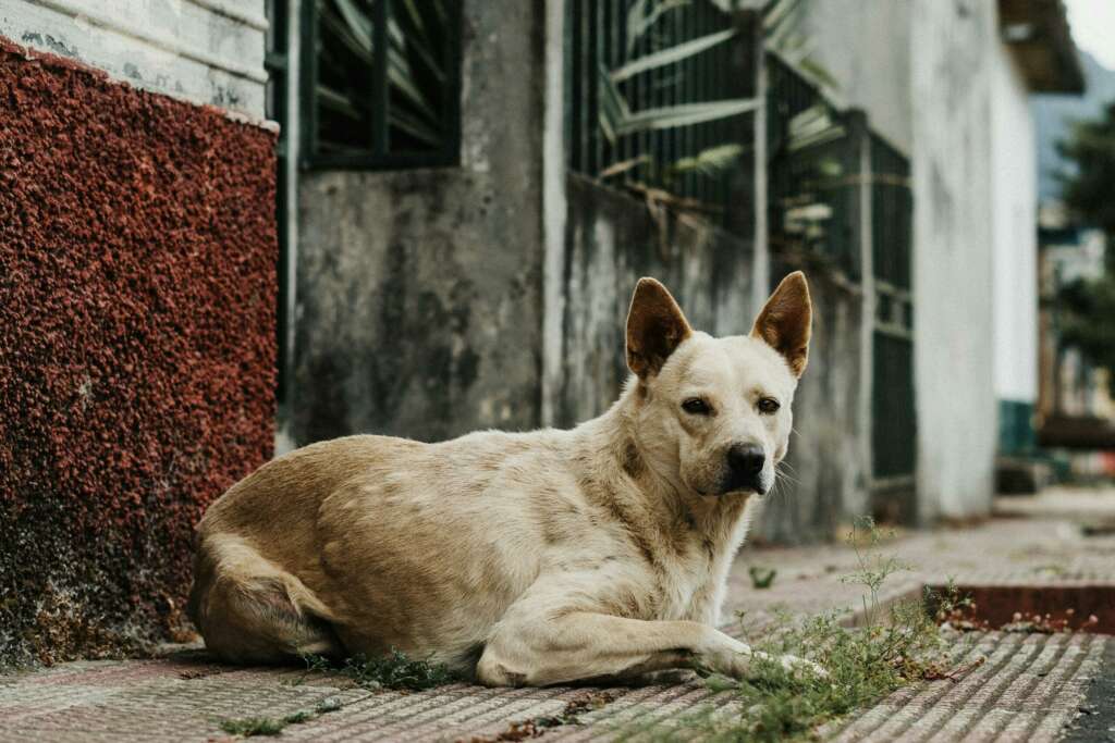 İletişim Başkanlığı’ndan sokak köpekleri kamuoyu araştırması