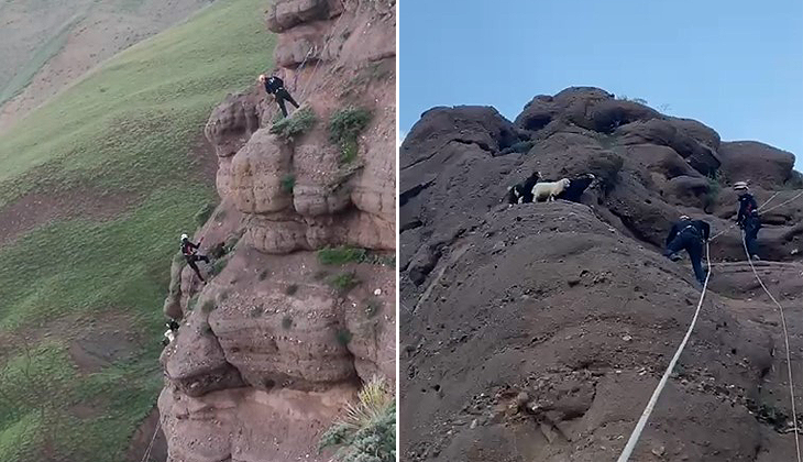 Kayalıkta mahsur kalan yavru oğlakları AFAD kurtardı