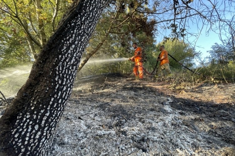 İzmir’de yeni orman yangını