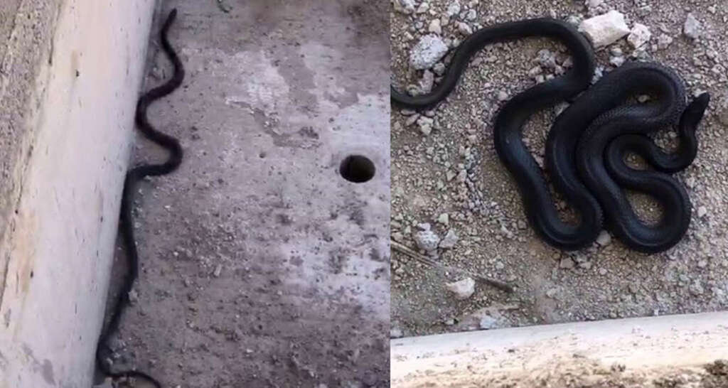 Siyah yılan paniğe neden oldu