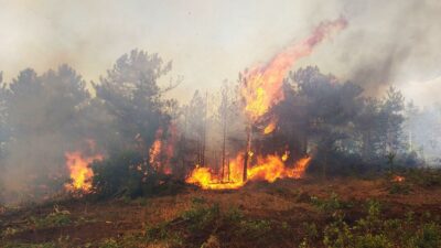 Bursa Valisi açıkladı: 100 hektar orman alanı yandı