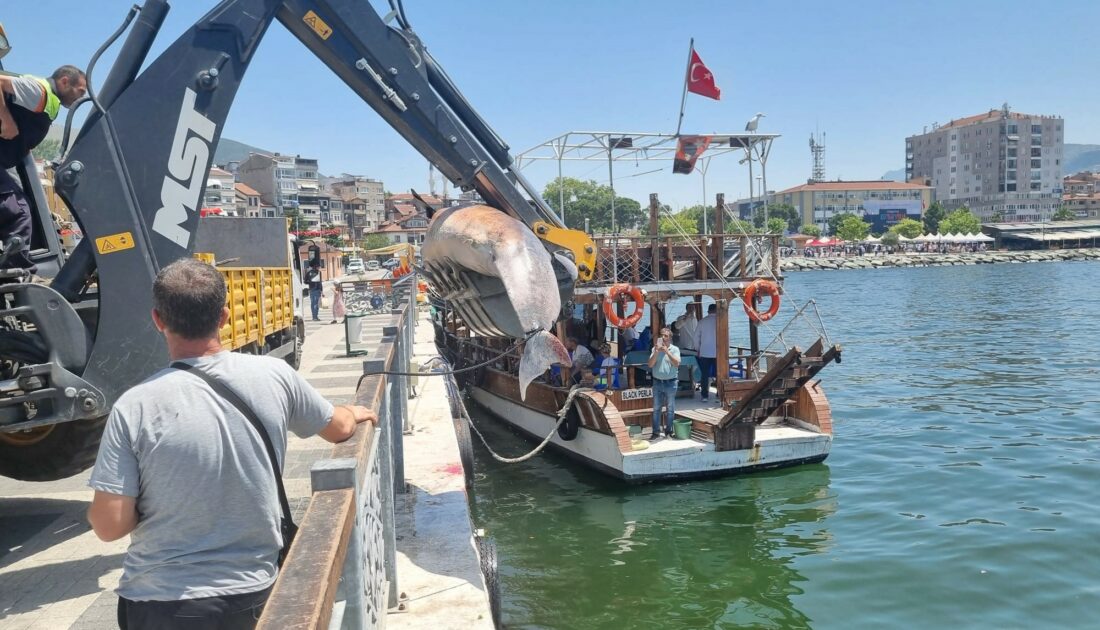 Bursa sahiline 3 metrelik ölü yunus vurdu