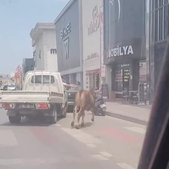 Bursa’da kurbanlık firarda