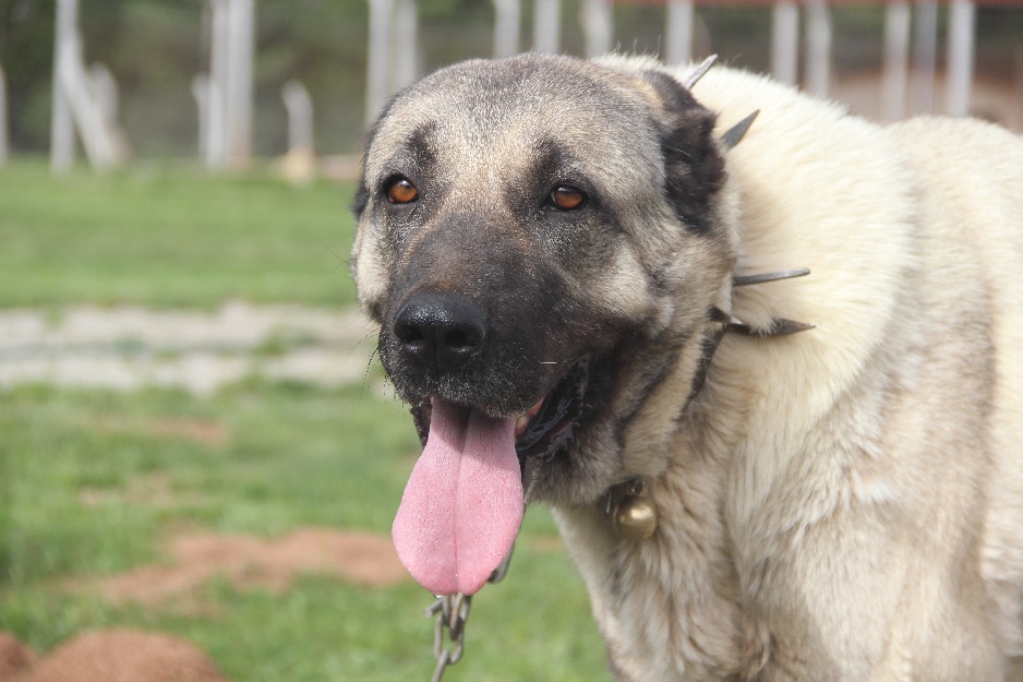 Kangal’ın saf ırk olduğu nasıl anlaşılır?