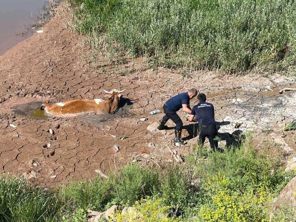 Bataklığa batan ineği itfaiye kurtardı