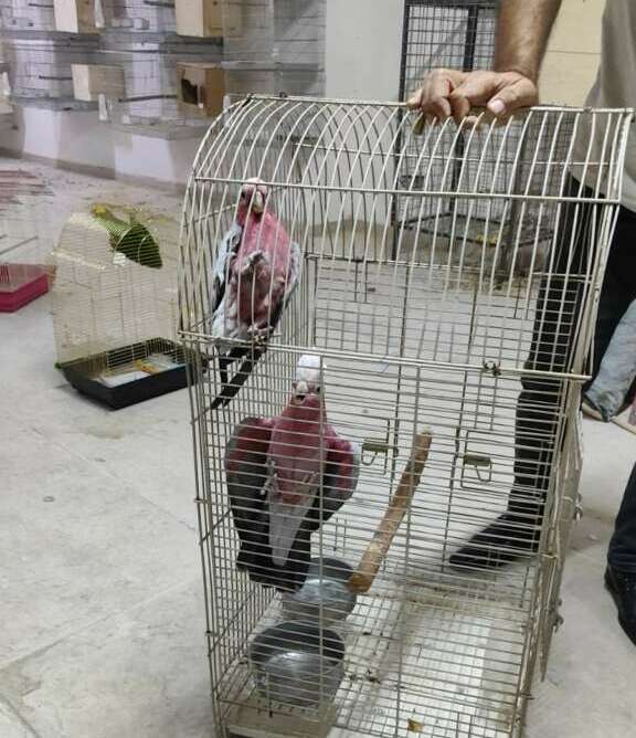 Giyim mağazasında kaçak üretilen 77 papağana el konuldu, 41 bin TL ceza kesildi