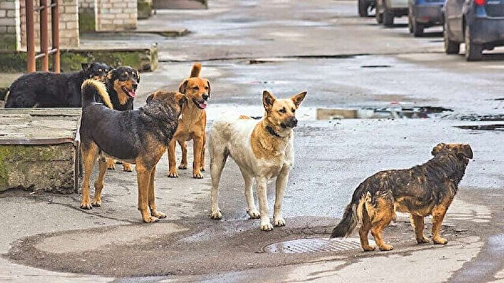 BVHO Başkanı Baysal: Devletten köpek kısırlaştırmaya komik destek!