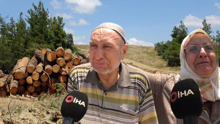 Bursa’da yüzlerce çam ağacı kesildi, köylüler ağladı