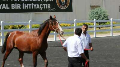 Bursa’da 21 milyon liralık yarış atı satışı