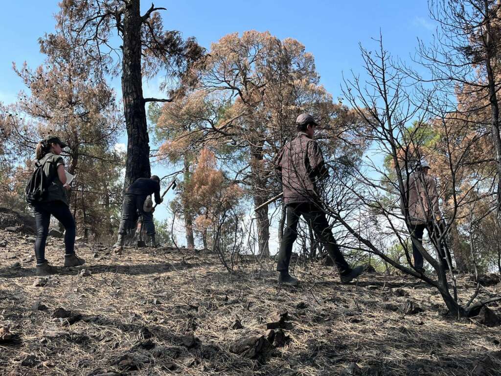 Bursa’da yanan orman alanına 380 bin fidan dikilecek
