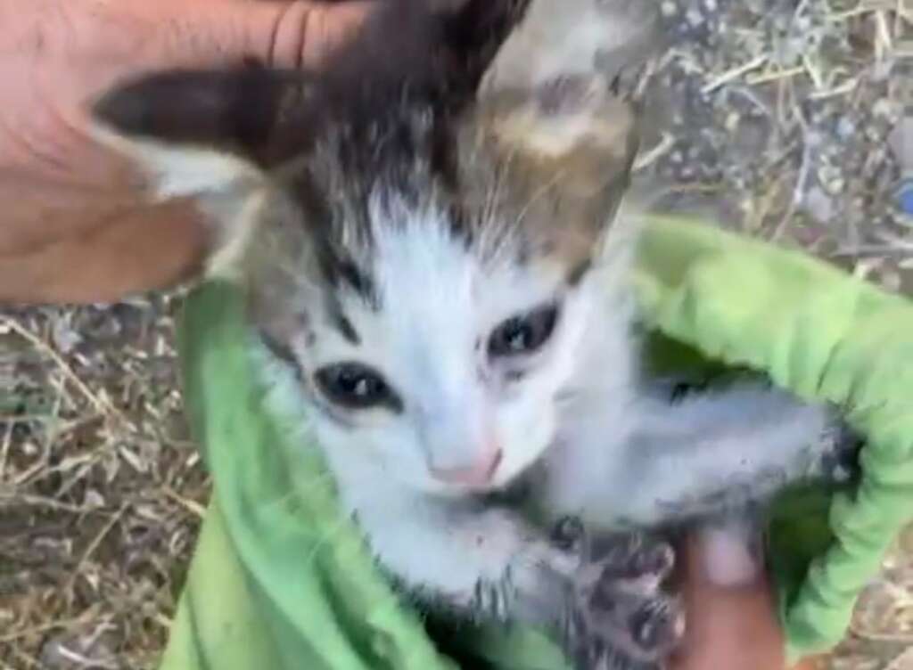 30 metrelik kuyuya düşen yavru kedi kurtarıldı