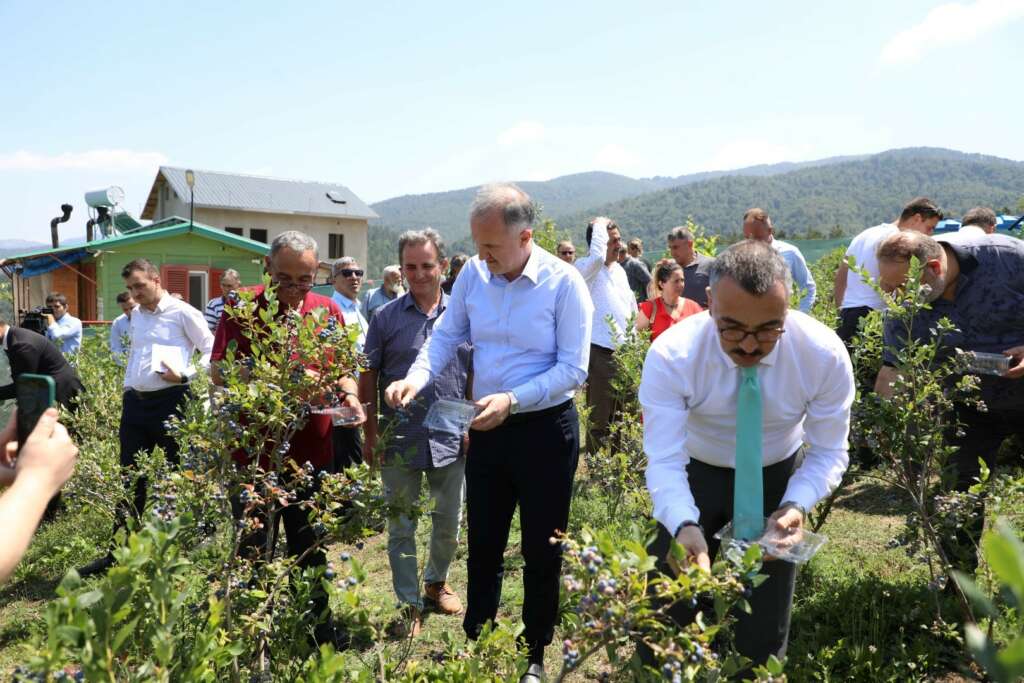 İnegöl’de yaban mersini hasadı başladı