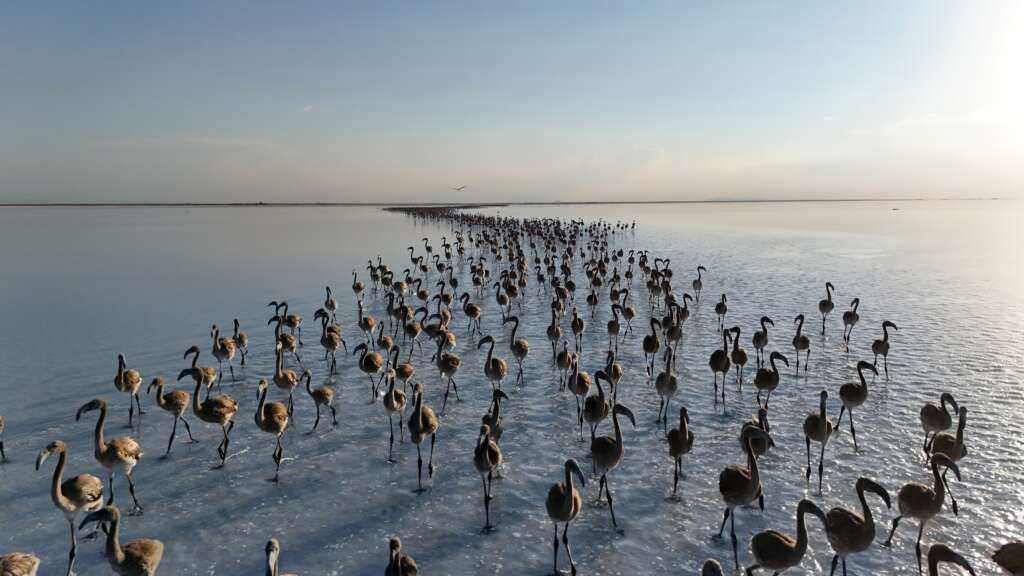 Tuz Gölü’nde yavru flamingolar kanat çırpmaya başladı