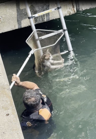 İskelenin altında mahsur kalan kedi kurtarıldı