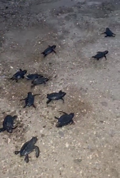 Sahilde mahsur kalan 23 caretta caretta yavrusu denize ulaştırıldı