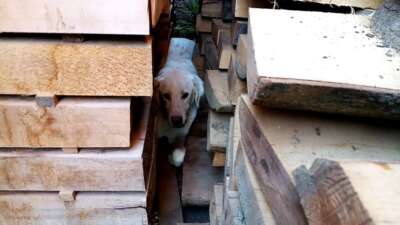 Bursa’da köpek kurtarma operasyonu