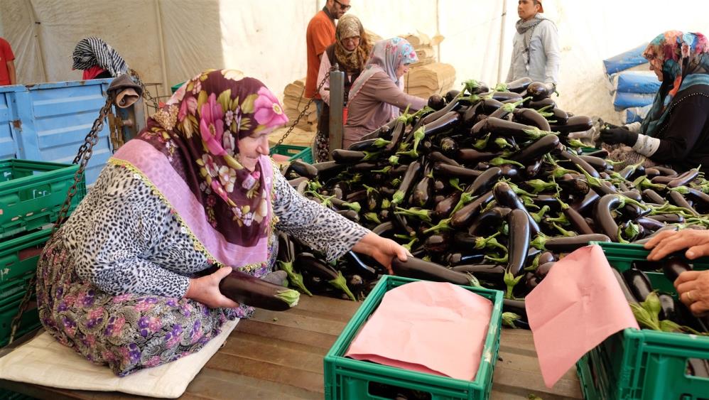 Bursa patlıcanında hasat şenliği