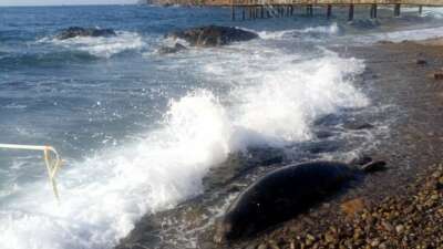 Bodrum’da üzücü anlar: 50 metre açıldı, ters dönüp sahile vurdu