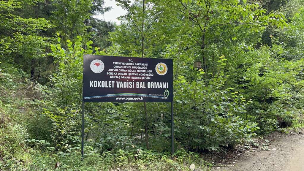 Artvin’de bal ormanlarında hasat başladı