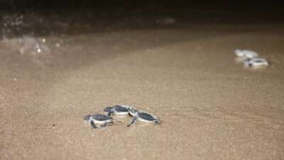 Caretta carettalar denizle buluşuyor