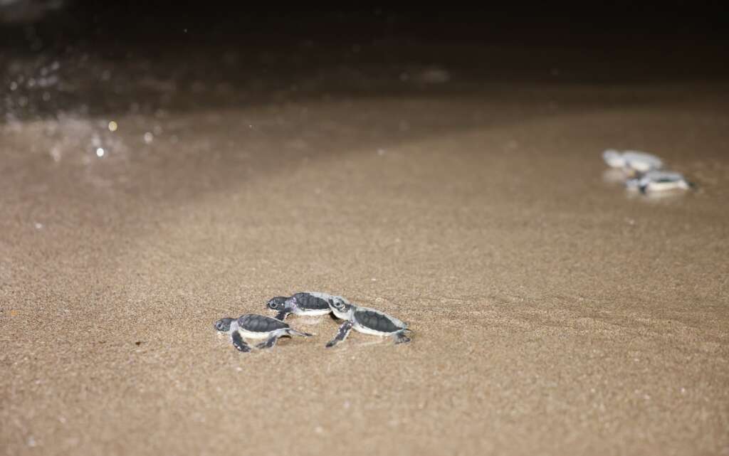 Caretta carettalar denizle buluşuyor