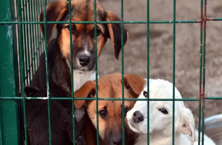 Türkiye’de kaç sokak köpeği var?