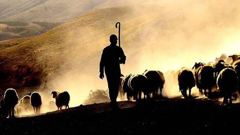 150 bin çoban aranıyor; 3 bakanlık seferber oldu