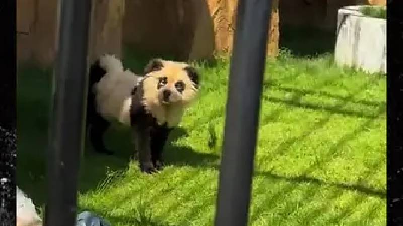 Çin’de bir hayvanat bahçesi, boyalı köpekleri panda olarak sergiledi