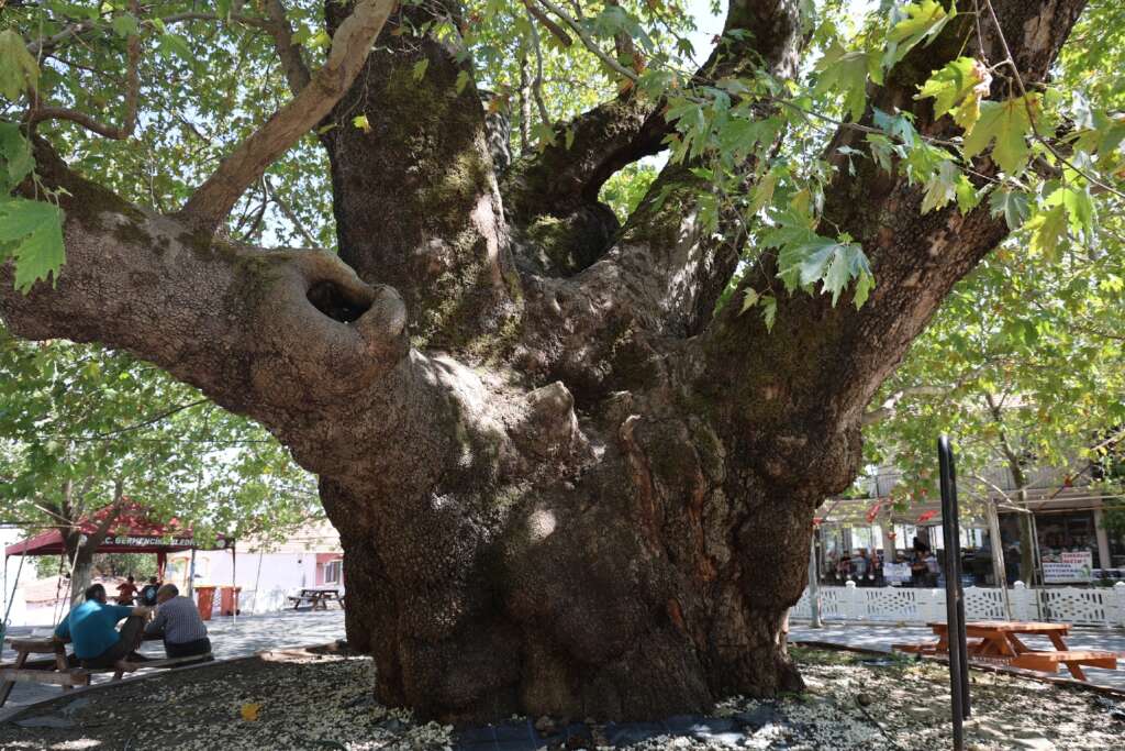 Tarihin 800 yıllık sessiz tanığı