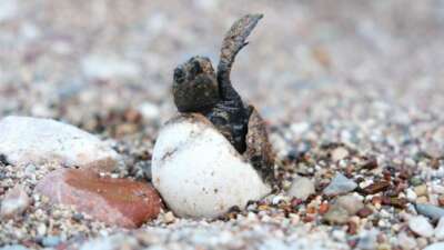 Çıralı’da caretta caretta rekoru