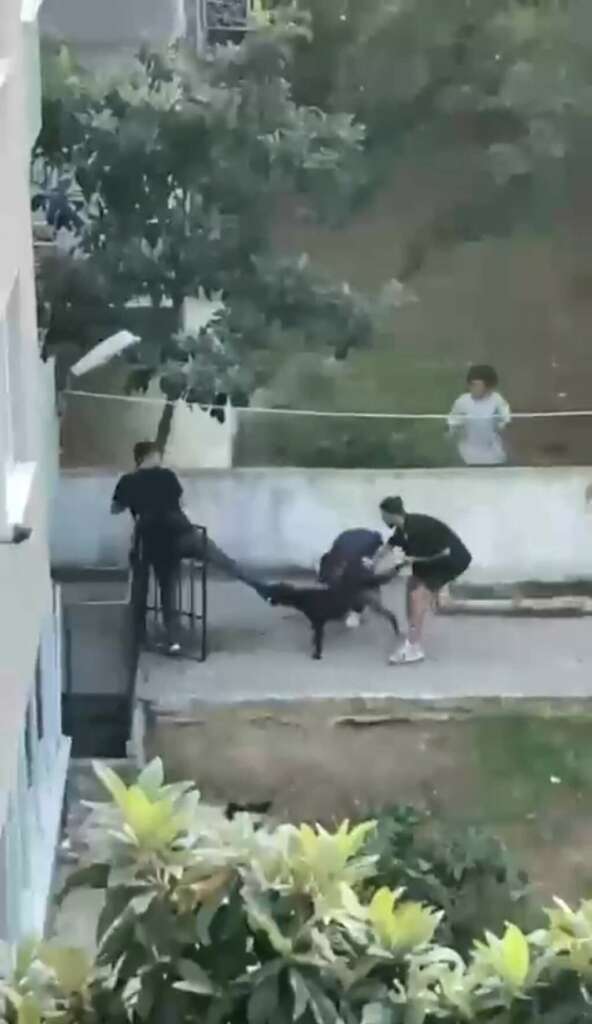 Maltepe’de pitbull dehşeti kamerada