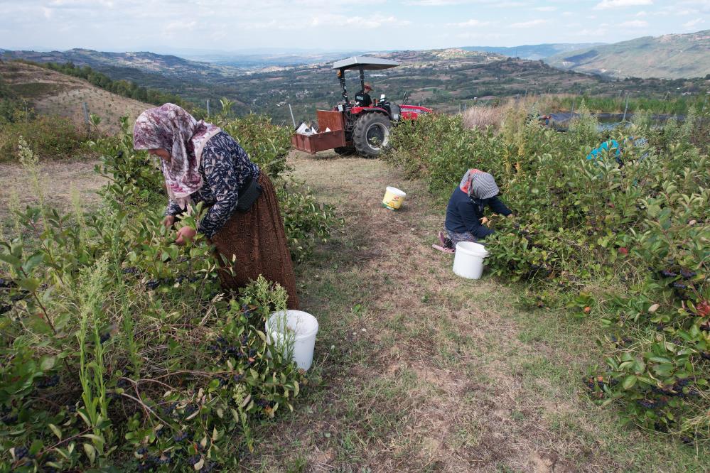 Uludağ’ın eteklerinde yetişen Aronya kendine pazar arıyor