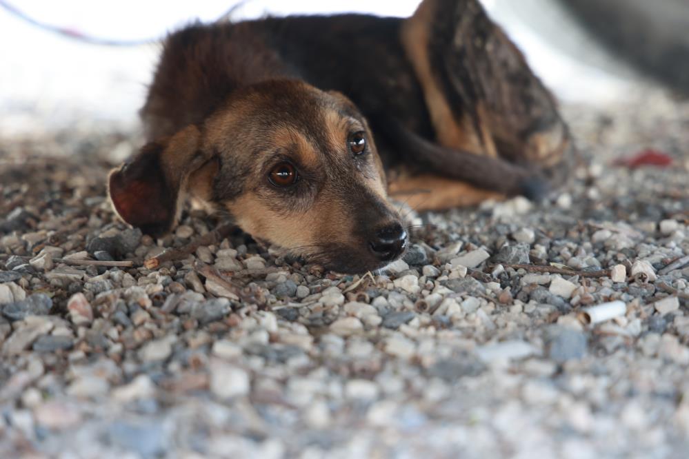 Çuvala konulup, çöplük alana terk edilen köpeği vatandaşlar kurtardı