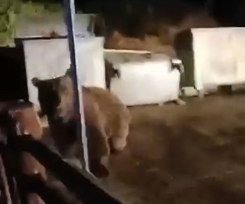 Bursa’da ayının saldırısından köpekler kurtardı!