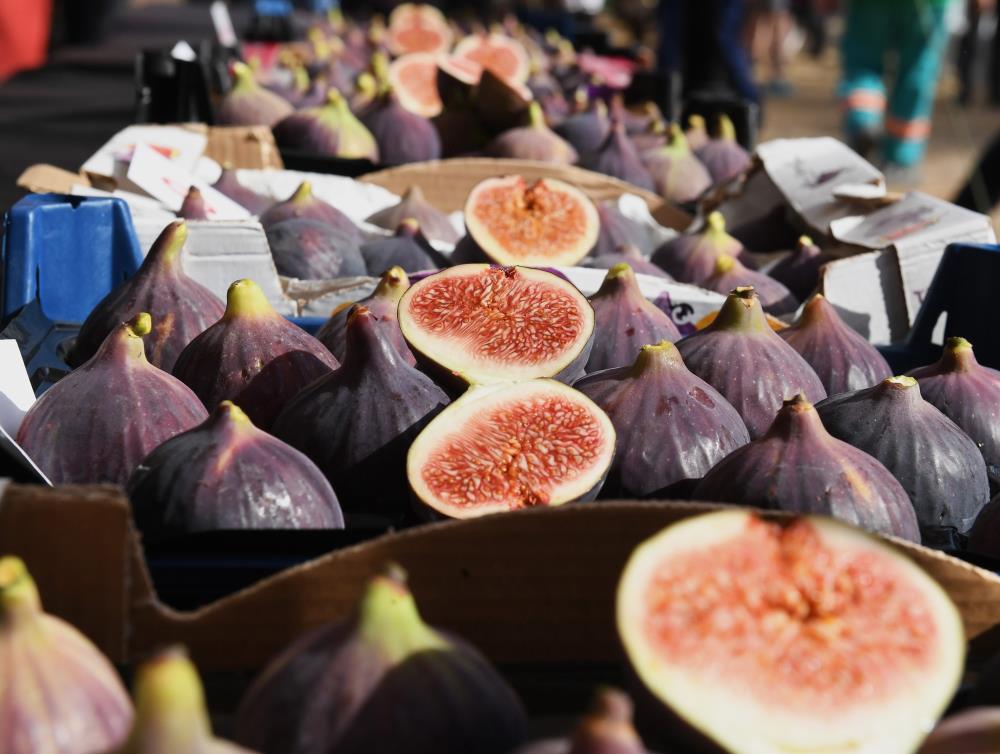 Bursa’nın dünyaca ünlü inciri için festival