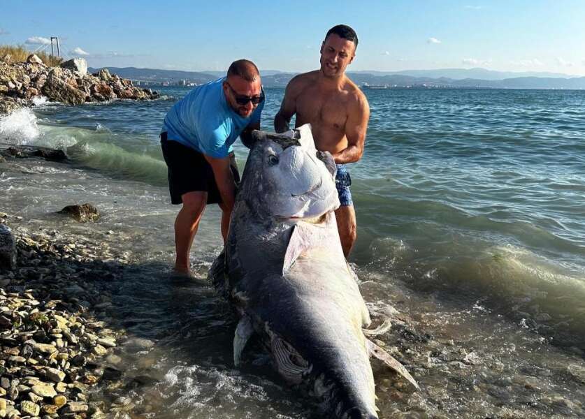 Marmara’da 2 dalgıç, 320 kilogram orkinos avladı