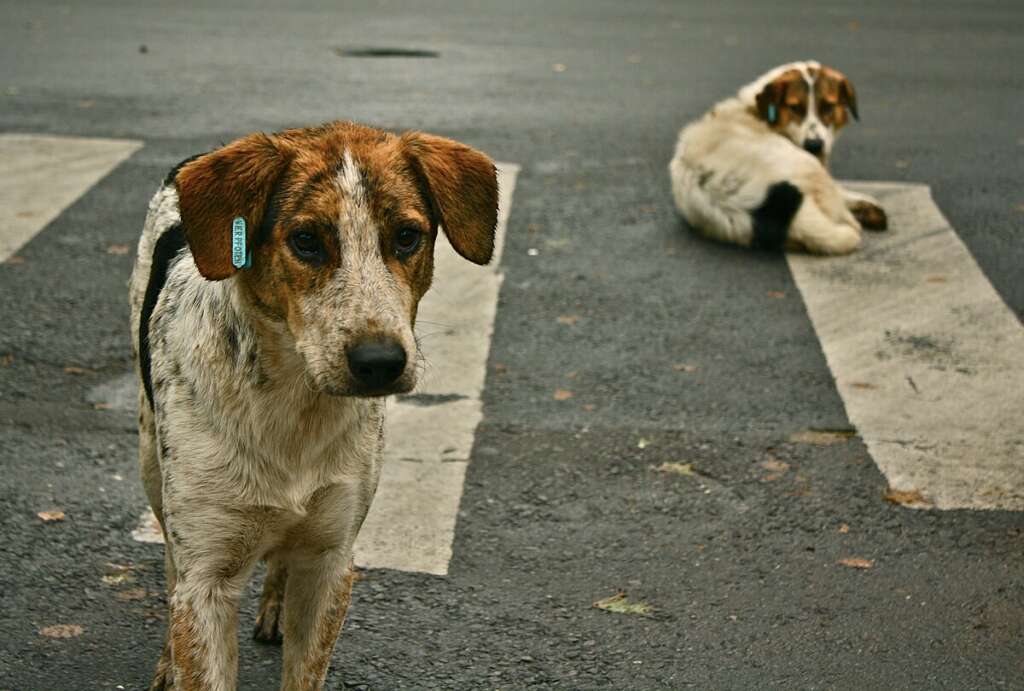 Sokak köpekleri silahla öldürüldü: 10’a yakın köpek kayıp!