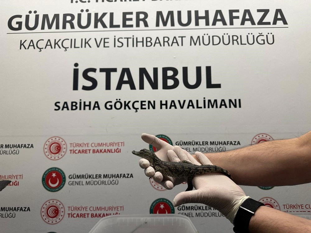 Havalimanında canlı hayvan operasyonu: Çantasından onlarca timsah ve kertenkele çıktı