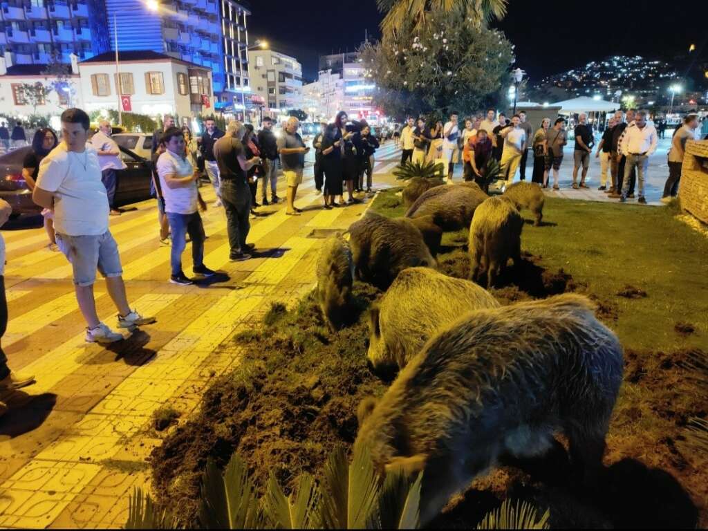 Yaban domuzları şehir merkezine indi, o anlar kameraya yansıdı