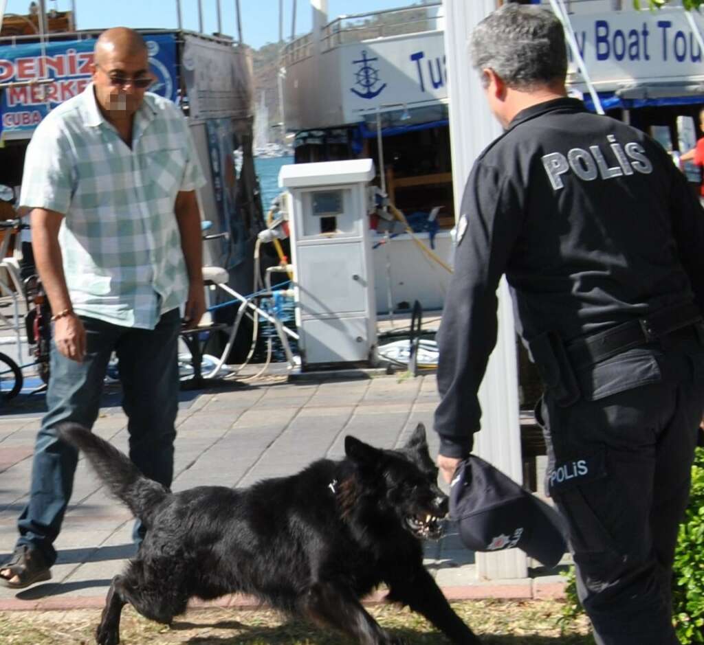 Kurt köpeği polislere saldırdı