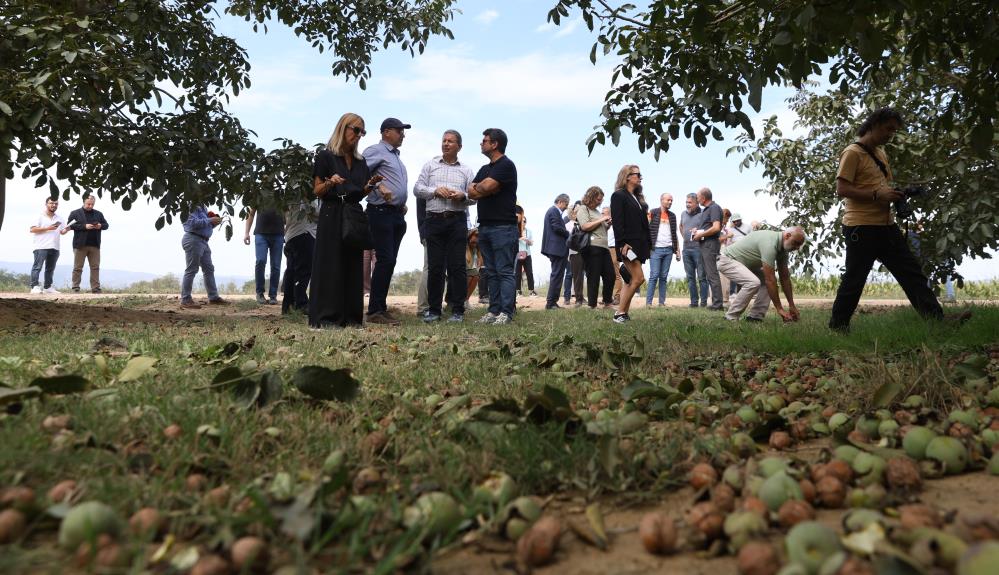 Ceviz hasadından 60 bin ton rekolte bekleniyor