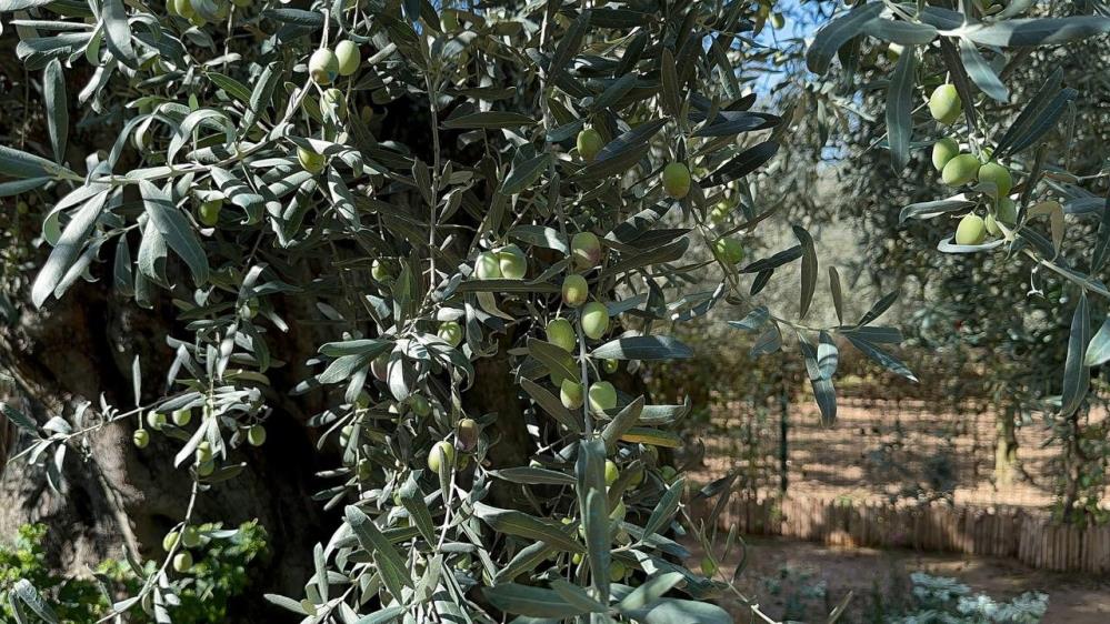 Bursa’da bin 700 yıllık zeytin ağaçları hala ürün veriyor