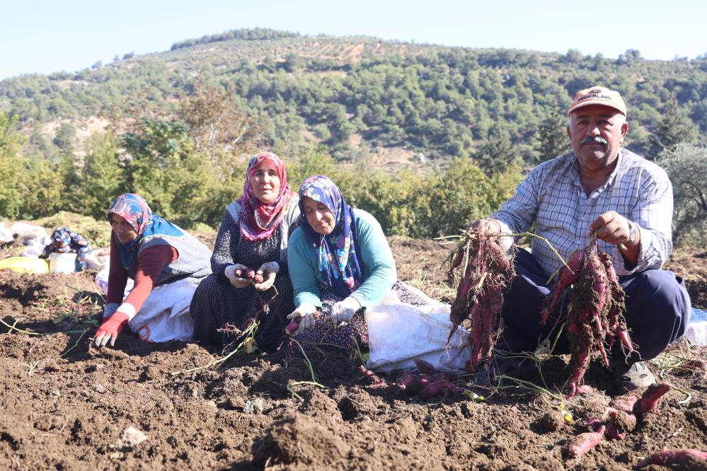 Tatlı patateste hasat zamanı