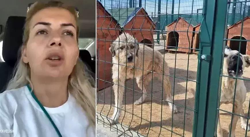 Kuduz olduğu iddia edilen 29 köpeği Ankara’ya getiren Özgünlü’nün yargılanmasına devam edildi