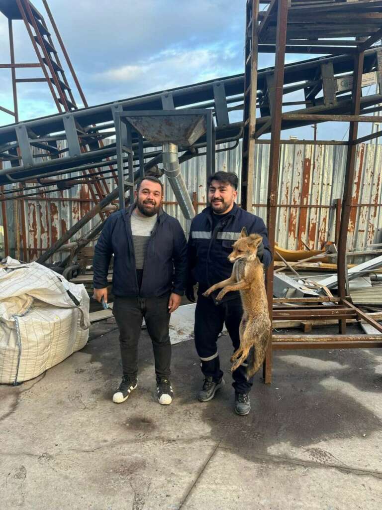 Köpeklerin saldırısına uğrayan tilkinin imdadına ekipler yetişti