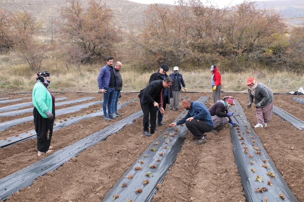 Tatlısu köyü, Çileğin merkezi olacak