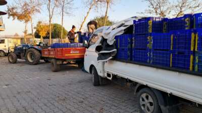 Bursa’da zeytin üreticilerinin Tarım Kredi çilesi